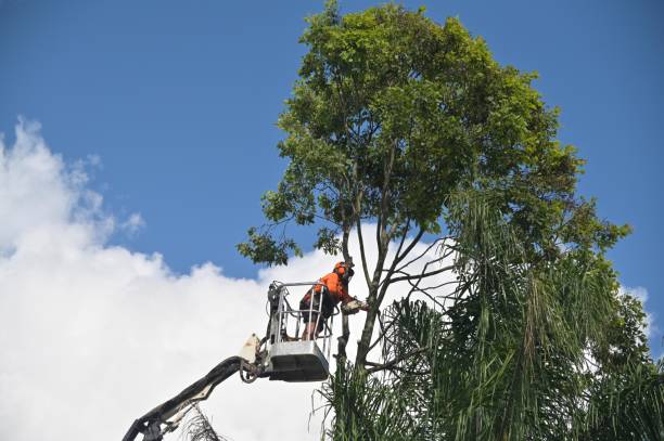 Best Utility Line Clearance  in Rockville, MN